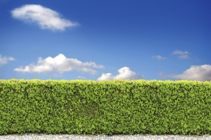 Photograph of a hedge row.