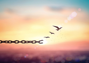 chain changing to flying seagull against horizon background