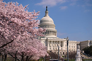 Photograph of Congress with Cherry Blossoms.