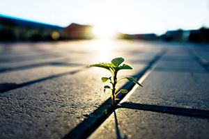 tiny sapling growing in the space between two brick paving stones 