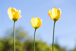 Three yellow Tulips against a background of a clear blue sky.