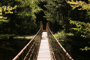 View from standing on a rope bridge with the end in sight entering a beautiful forest.