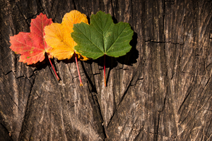 Changing leaves on top of tree bark