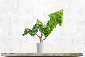 bonsai tree trimmed into an arrow pointing upward