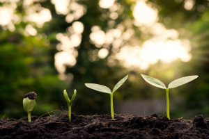 Plants growing in different stages